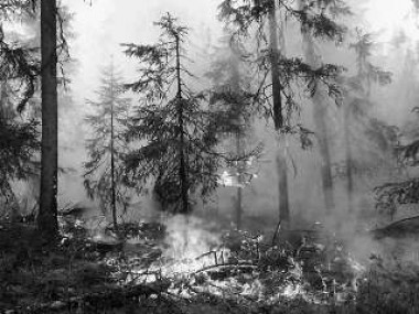 Зафиксировано 204 лесных пожара